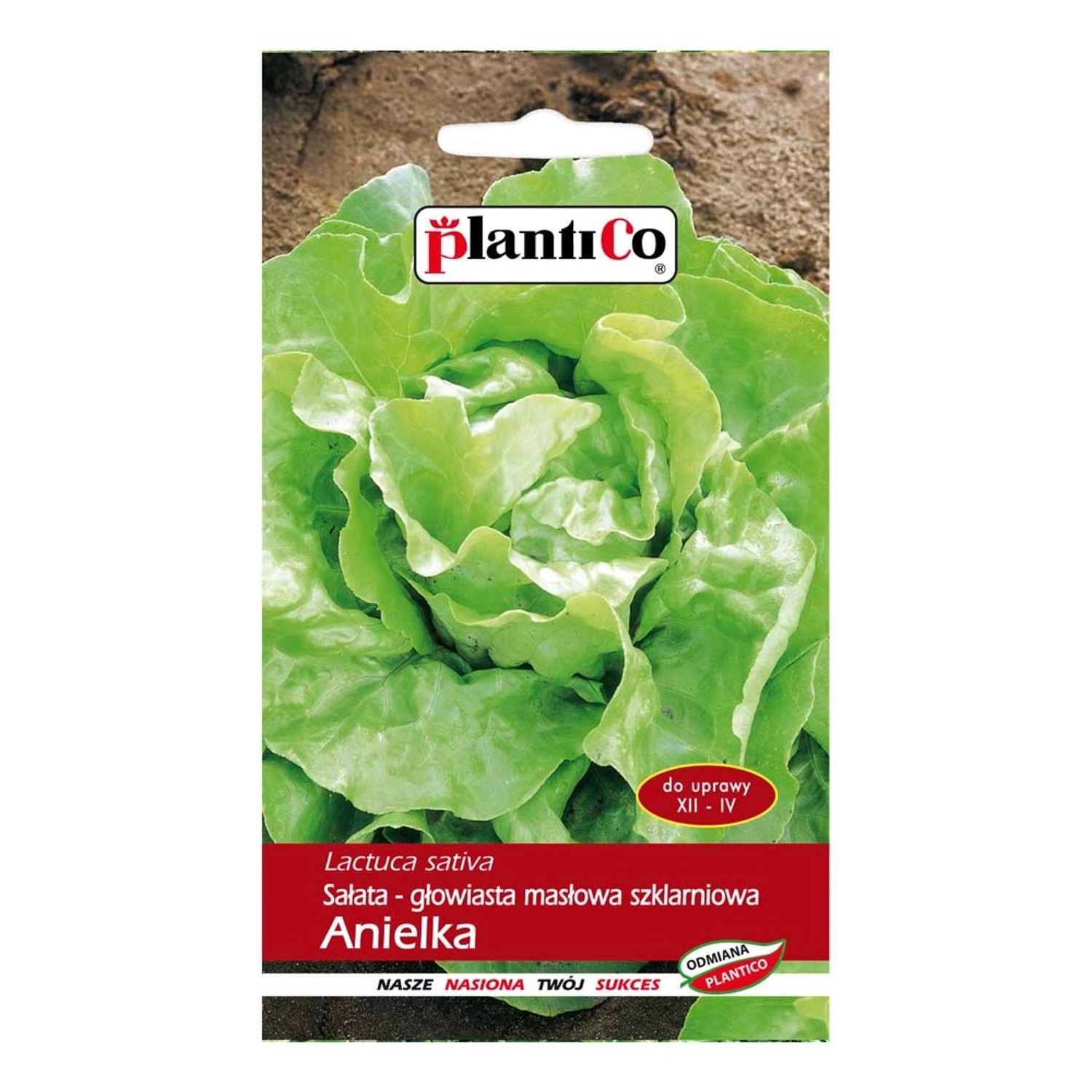 Sałata szklarniowa Anielka - 1 g