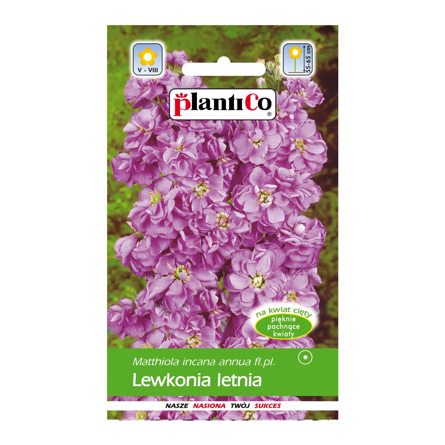 Lewkonia letnia fioletowa