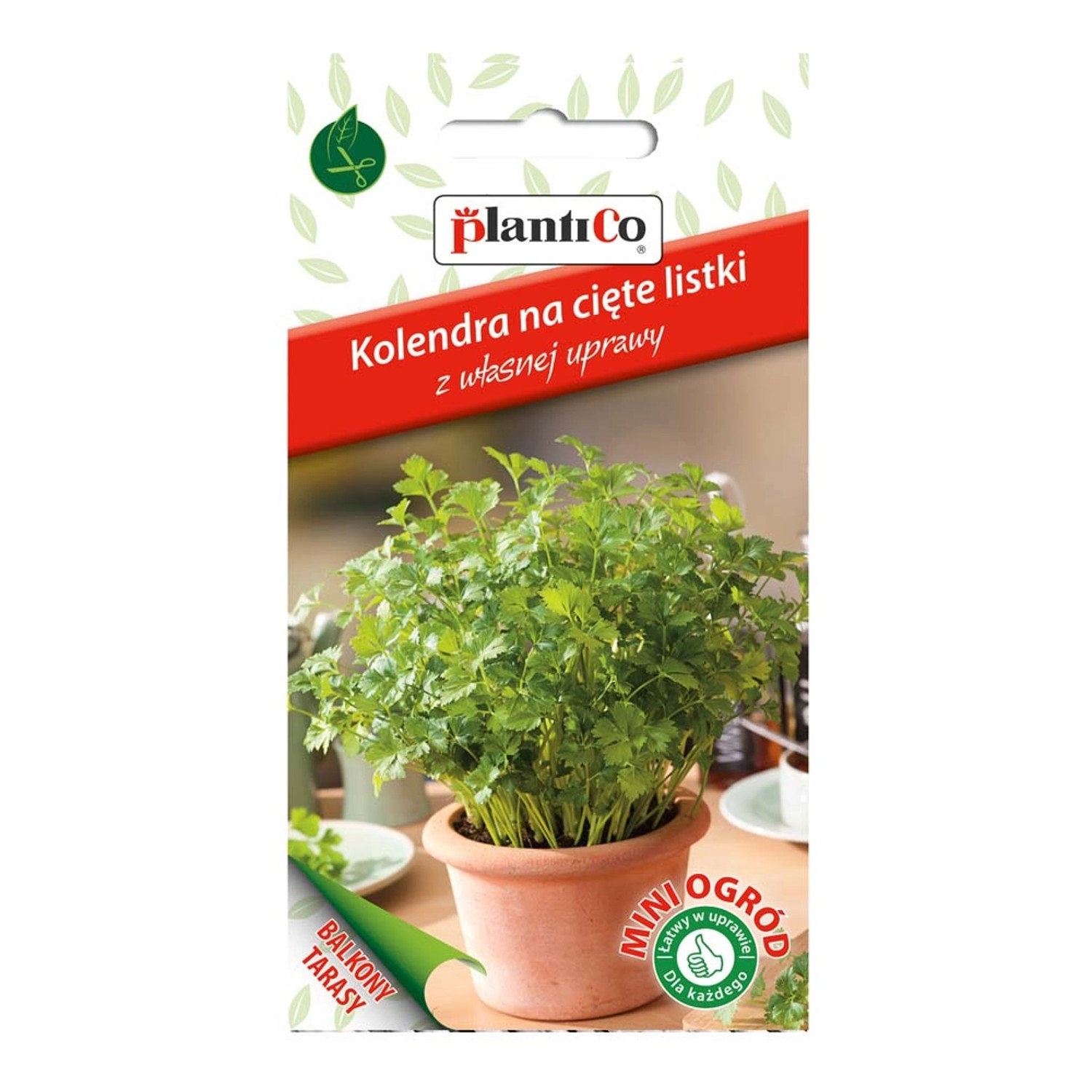 Kolendra na cięte listki