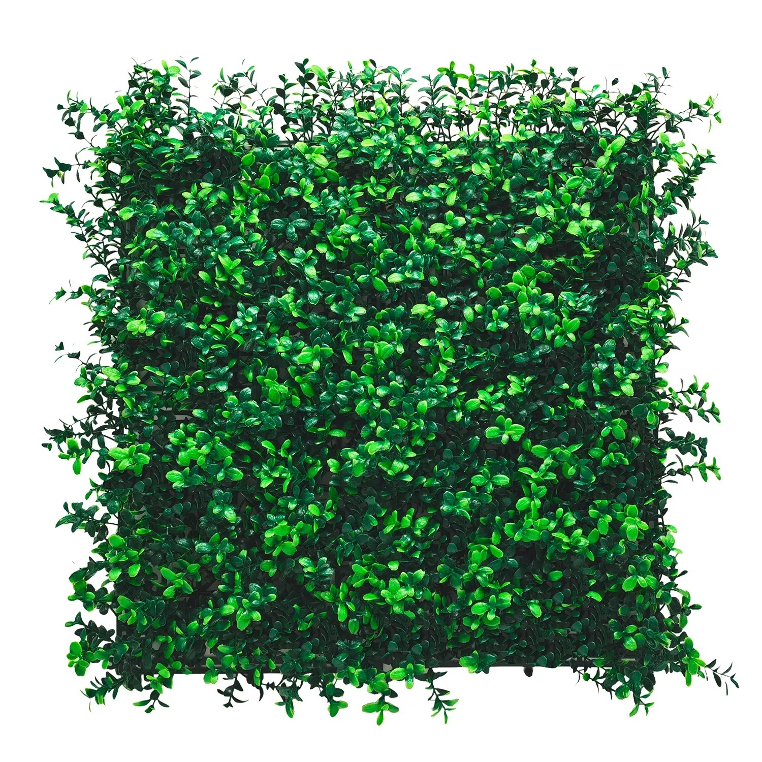 Panel Zielona ściana bukszpan 50 x 50 cm