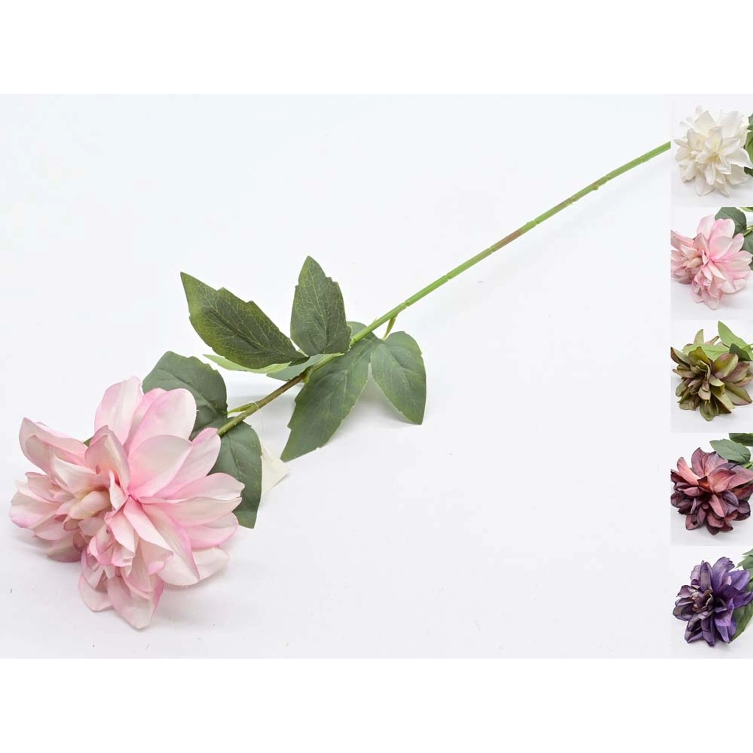 Dalia pojedyncza - 63 cm