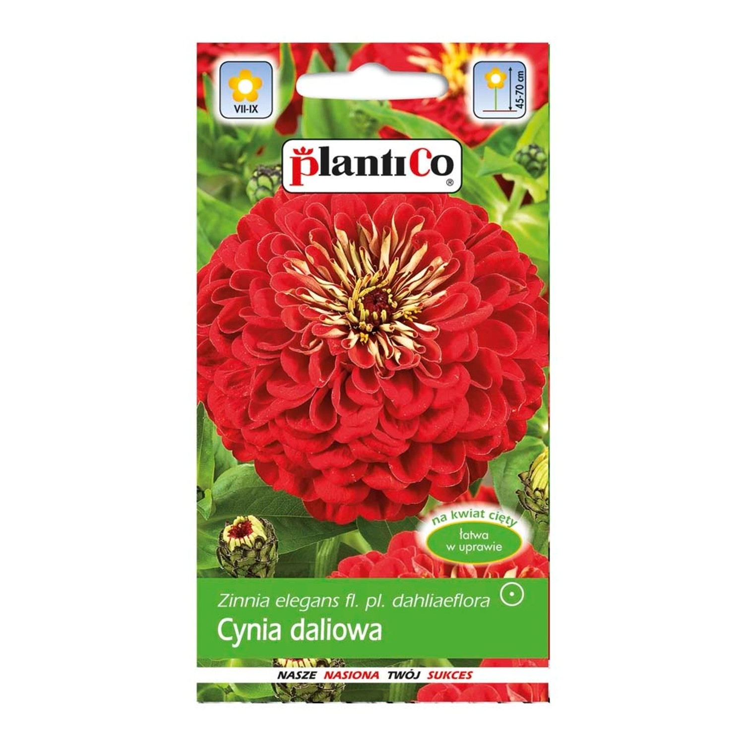 Cynia wytworna Daliowa czerwona