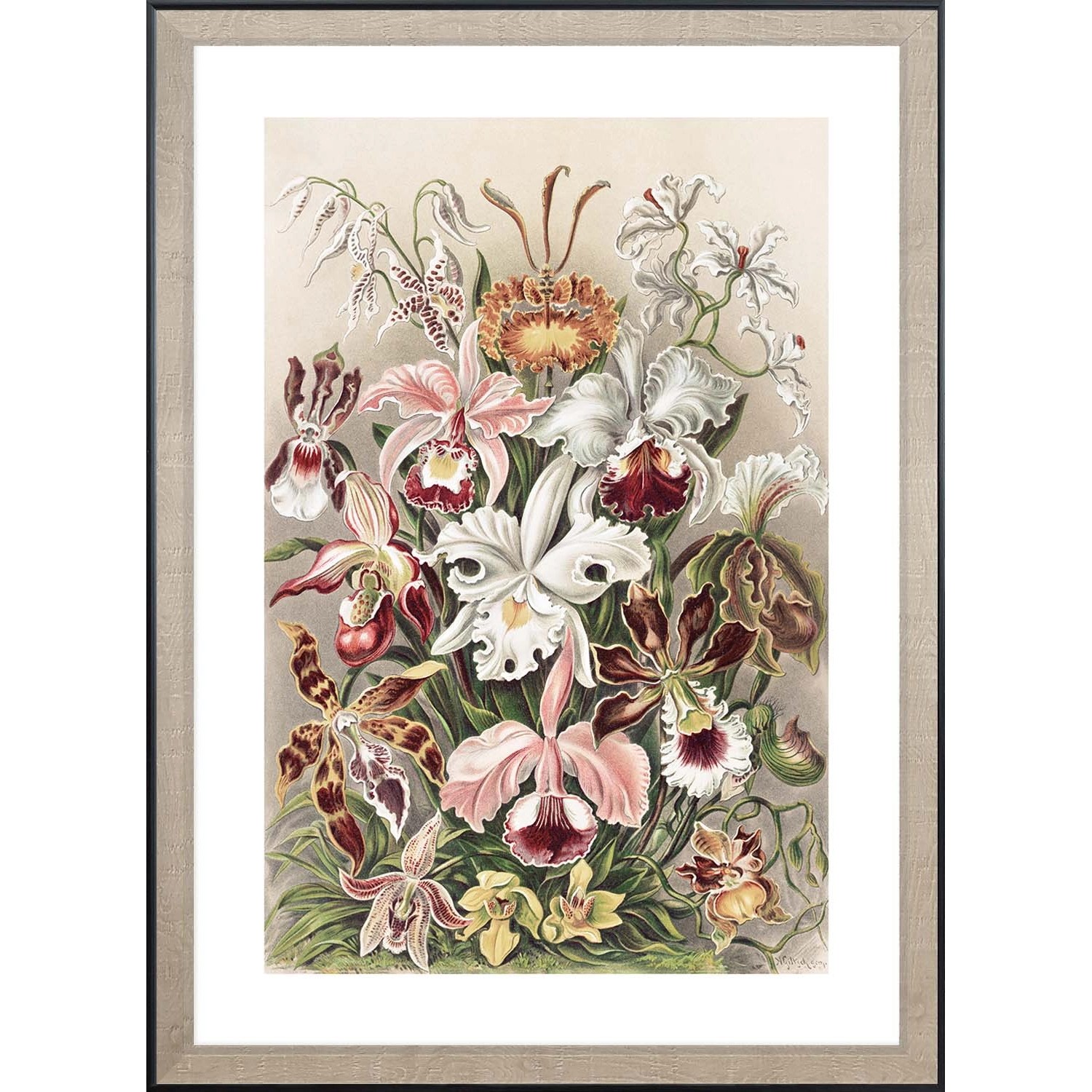 ARS LONGA Obraz COLORFUL OTCHIDS 55 x 75 cm