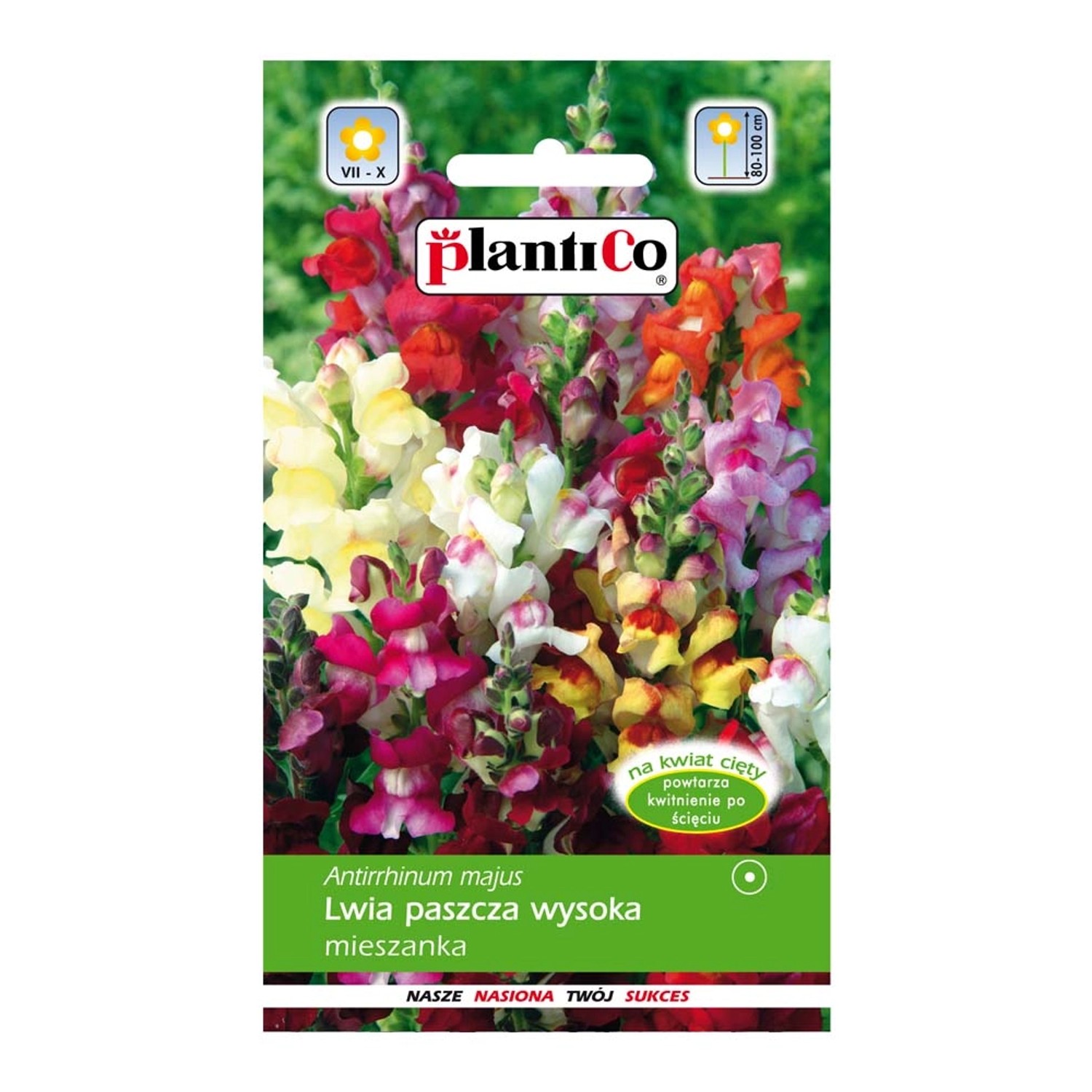 Lwia paszcza wysoka mix