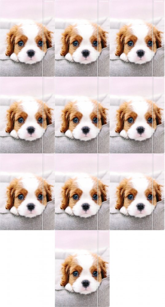 10x Teczka z gumką Starpak Doggy 2, A4, mix wzorów