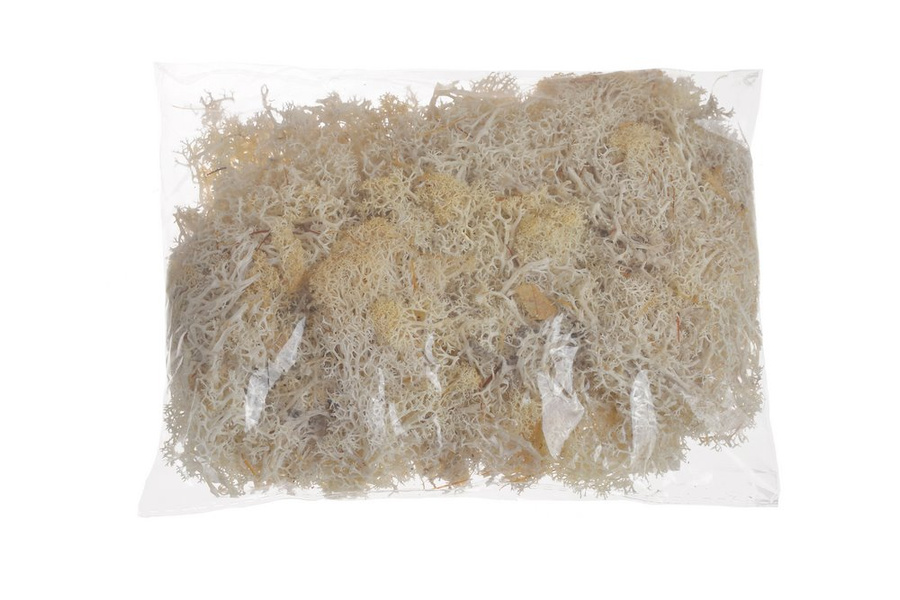 Mech chrobotek beżowy 100g