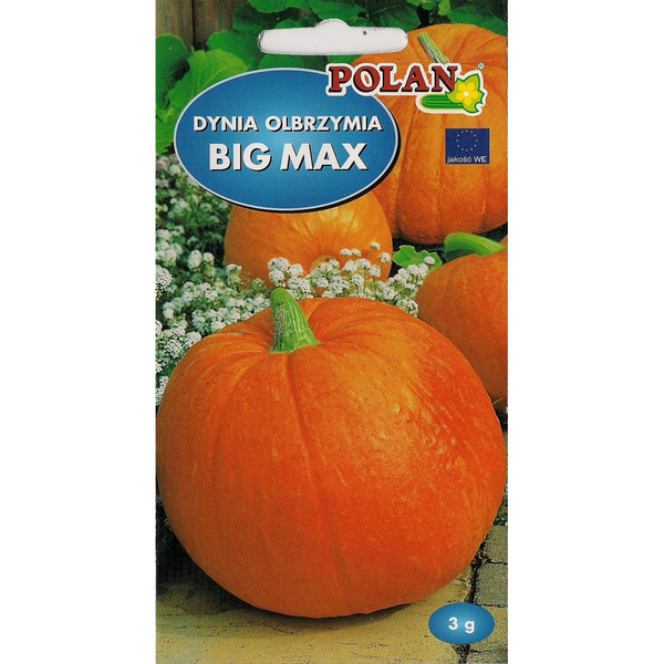 Nasiona Dynia Olbrzymia Big Max 3g