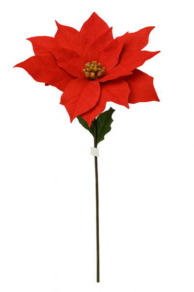Kwiat BIG Gwiazda betlejemska czerwona 135cm
