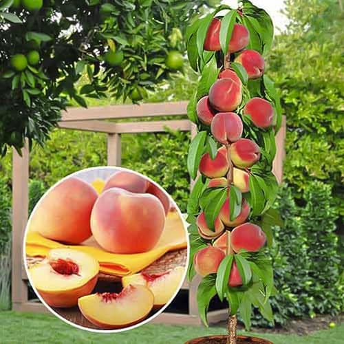 1 saz, Broskvoň sloupovitá Honey, С2 - : Monžstvo balíkov: 1 saz