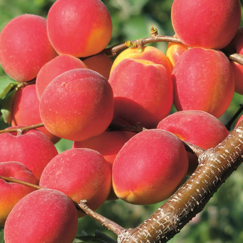 1 saz, Meruňka Paroly - : Monžstvo balíkov: 1 saz