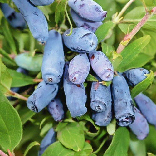 1 saz, Zimolez kamčatský Kamczadałka - : Monžstvo balíkov: 1 saz