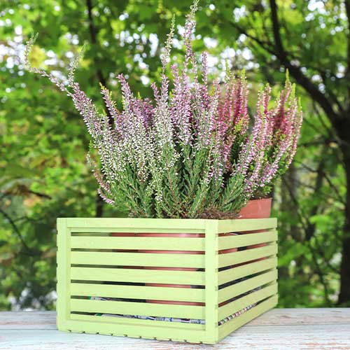 1 saz, Vřesovec Lilli - : Monžstvo balíkov: 1 saz