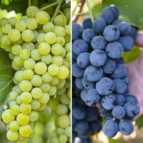 2 saz, Promo Set! Sada vinné révy super mrazuvzdorné, 2 odrůdy - : Monžstvo balíkov: 2 saz