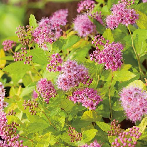 1 saz, Tavolník japonský Golden Princess - : Monžstvo balíkov: 1 saz