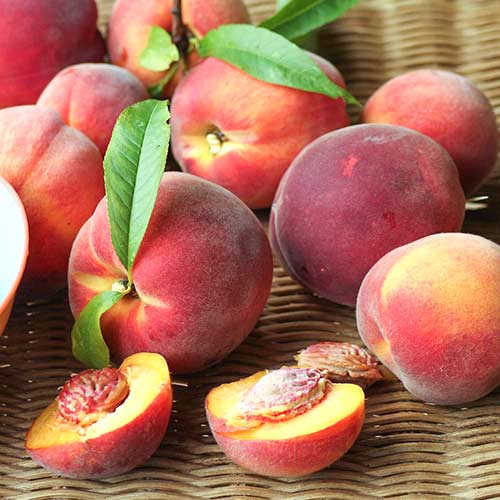 1 saz, Broskvoň Carlo - : Monžstvo balíkov: 1 saz