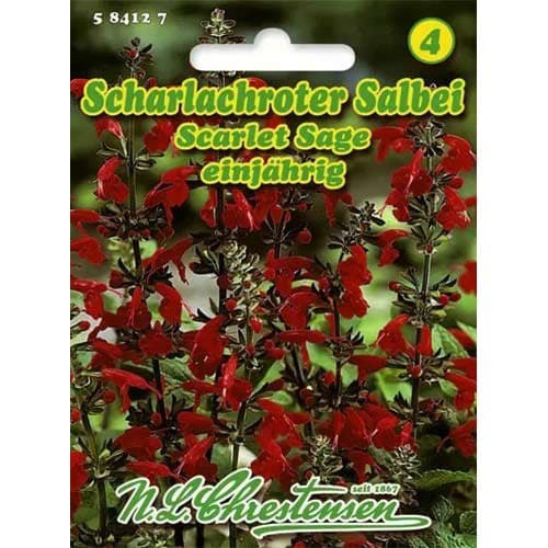 1 ob, Šalvěj hispánská Scarlet Sage - : Monžstvo balíkov: 1 ob