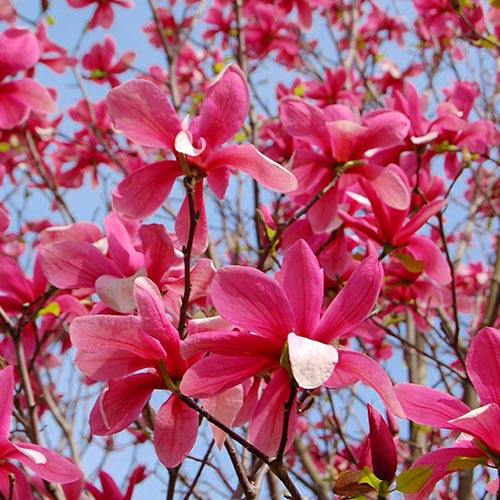 1 saz, Šácholan Galaxy, P9 - : Monžstvo balíkov: 1 saz