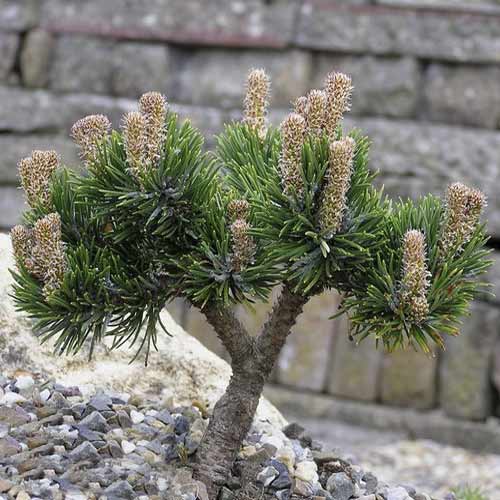 1 saz, Borovice himalájská Jacobsen, C4 - : Monžstvo balíkov: 1 saz