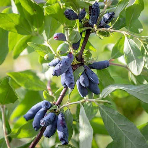 1 saz, Zimolez kamčatský Morena - : Monžstvo balíkov: 1 saz