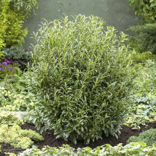 1 saz, Bobkovišeň lékařská Sofia PBR, C3 - : Monžstvo balíkov: 1 saz