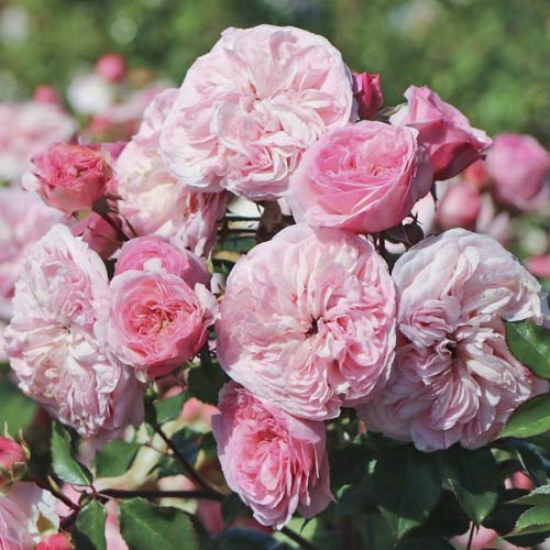 1 saz, Růže floribunda Maria Theresia - : Monžstvo balíkov: 1 saz