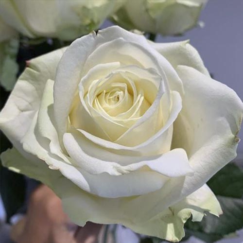 1 saz, Růže floribunda Avalanche - : Monžstvo balíkov: 1 saz