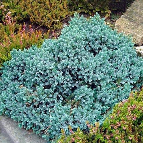 1 saz, Jalovec Blue Star - : Monžstvo balíkov: 1 saz