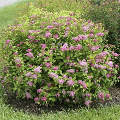 1 saz, Tavolník Double Play Big Bang , C3 - : Monžstvo balíkov: 1 saz