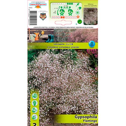 3 cib, Gypsophila Flamingo - : Monžstvo balíkov: 3 cib