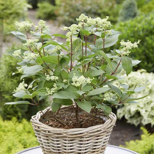 1 saz, Hortenzie latnatá Early Harry PBR, C3 - : Monžstvo balíkov: 1 saz