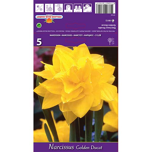 5 kus, Narcis Golden Ducat - : Monžstvo balíkov: 5 kus