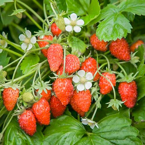 1 saz, Jahoda Lesní Baron von Solemacher - : Monžstvo balíkov: 1 saz