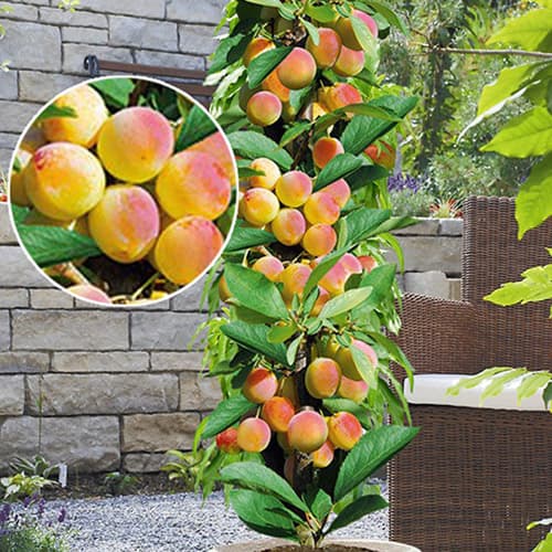 1 saz, Meruňka sloupovitá Prince Mart, С2 - : Monžstvo balíkov: 1 saz