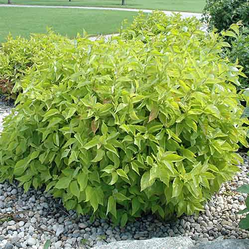 1 saz, Derain bílá Aurea - : Monžstvo balíkov: 1 saz