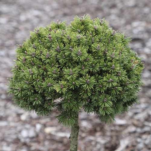 1 saz, Borovice himalájská Minikin, C5 - : Monžstvo balíkov: 1 saz
