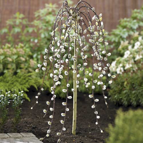 1 saz, Vrba Kilmarnock, С5 - : Monžstvo balíkov: 1 saz