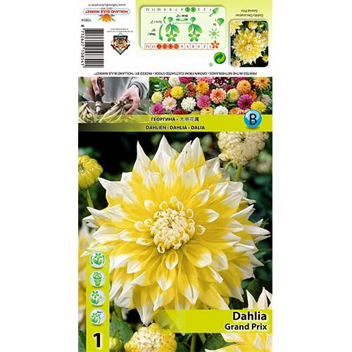 1 cib, Dahlia (Jiřina) Grand Prix - : Monžstvo balíkov: 1 cib