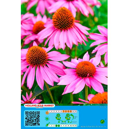 1 cib, Třapatka (Echinacea) růžová - : Monžstvo balíkov: 1 cib