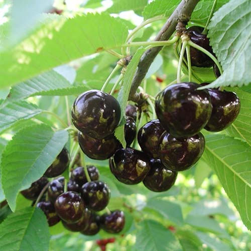 1 saz, Třešeň Narana - : Monžstvo balíkov: 1 saz