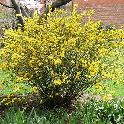 1 saz, Zákula japonská Golden Guinea - : Monžstvo balíkov: 1 saz