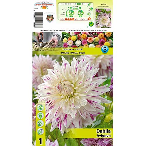 1 kus, Jiřina Avignon - : Monžstvo balíkov: 1 kus