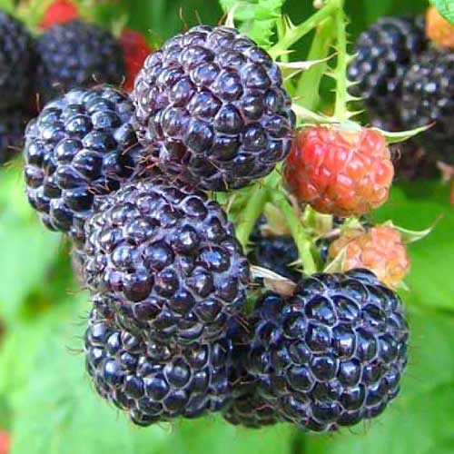 1 saz, Malina čierna Cumberland - : Monžstvo balíkov: 1 saz