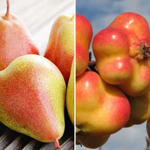 2 saz, Super nabídka! Sada Lahodné ovoce, 2 sazenice - : Monžstvo balíkov: 2 saz