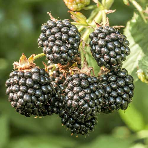 1 db, Szeder Chester - Palánták: Mod de ambalare: 1 db