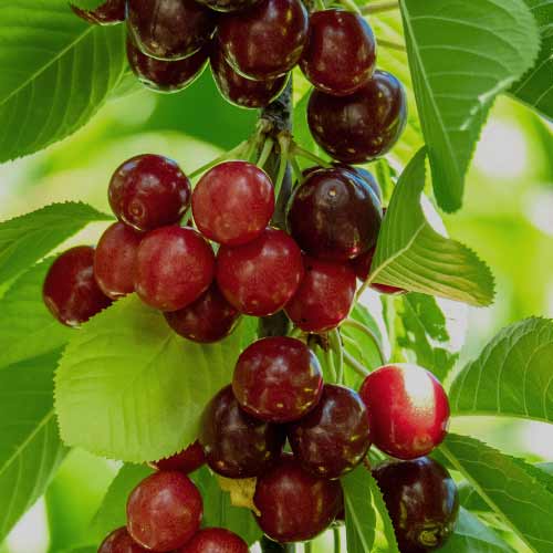 1 db, Cseresznye oszlopos Sabrina - Palánták: Mod de ambalare: 1 db