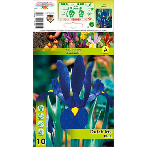 10 db, Holland írisz Blue - Hagymák: Mod de ambalare: 10 db