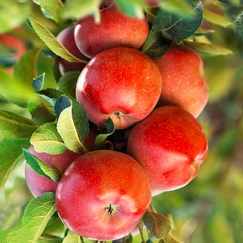 1 db, Almafa oszlopos Gala Lord - Palánták: Mod de ambalare: 1 db