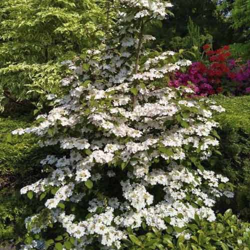 1 db, Labdarózsa Kilimandjaro Sunrise PBR, C3 - Palánták: Mod de ambalare: 1 db