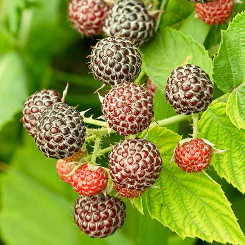 1 db, Málna lila Glen Coe - Palánták: Mod de ambalare: 1 db