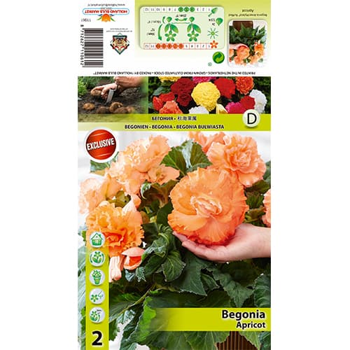 2 db, Begónia Ruffled Apricot - Évelő: Mod de ambalare: 2 db